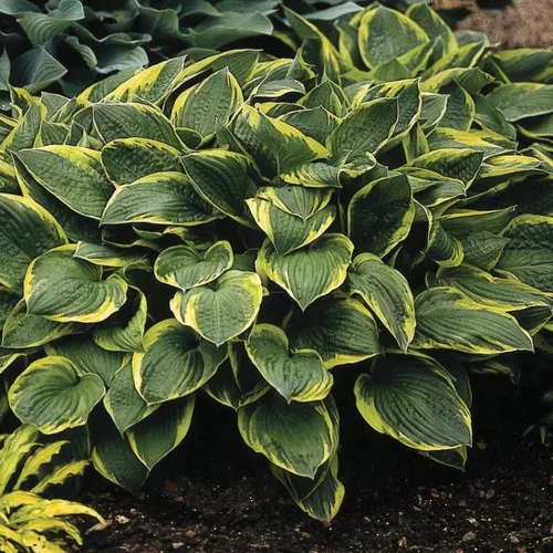 Aureo Marginata Hosta