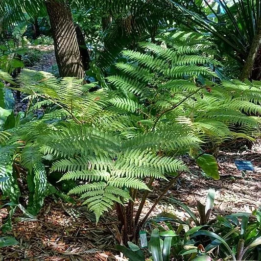 Australian Tree Fern