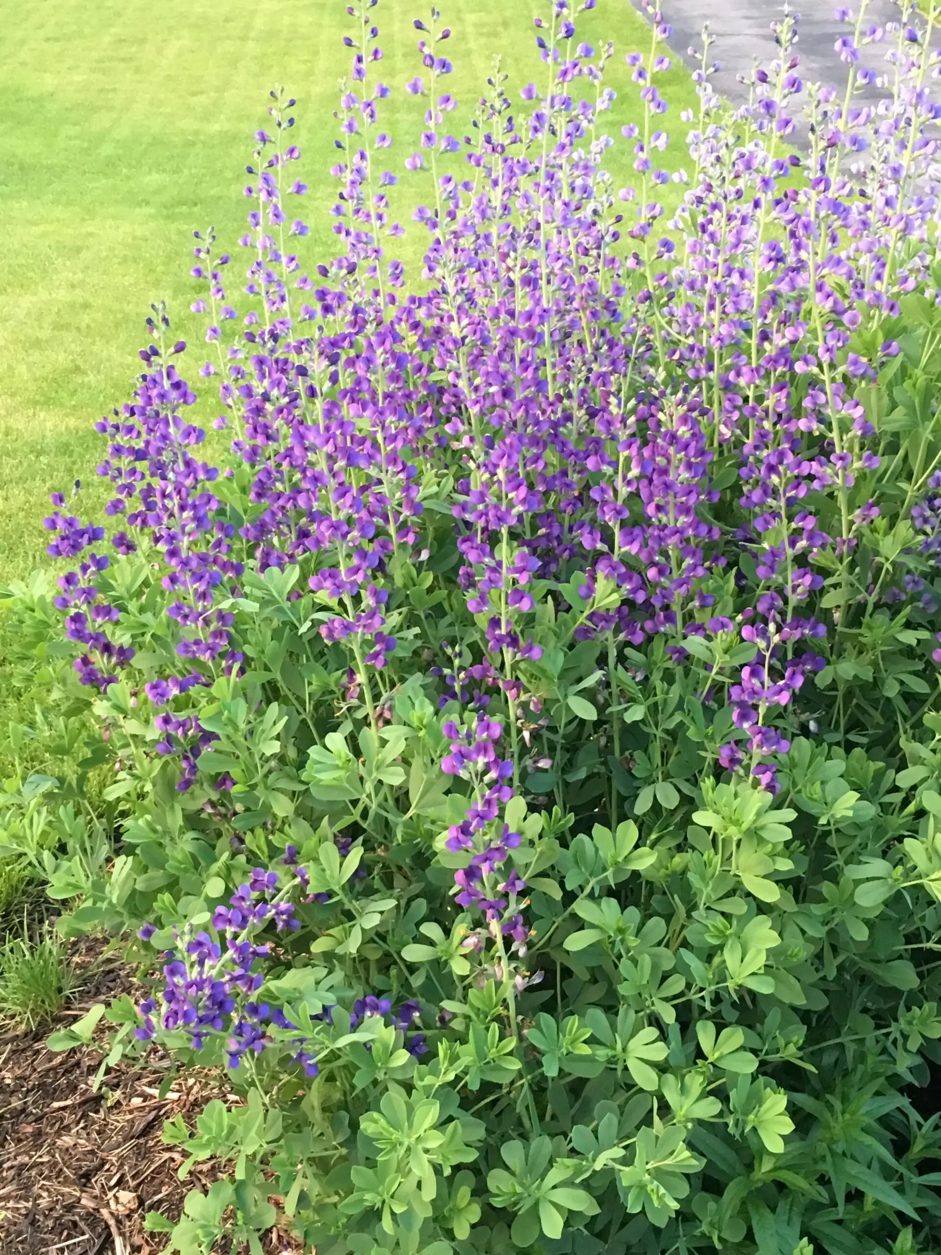 Australis False Indigo