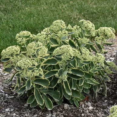 Autumn Charm Sedum