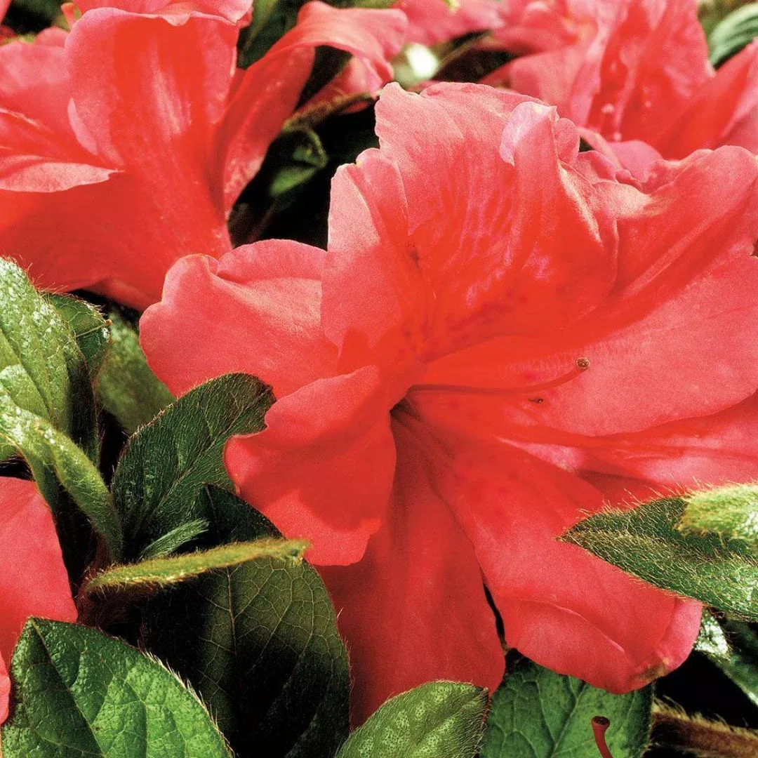 Autumn Monarch Encore Azalea | Pixies Gardens