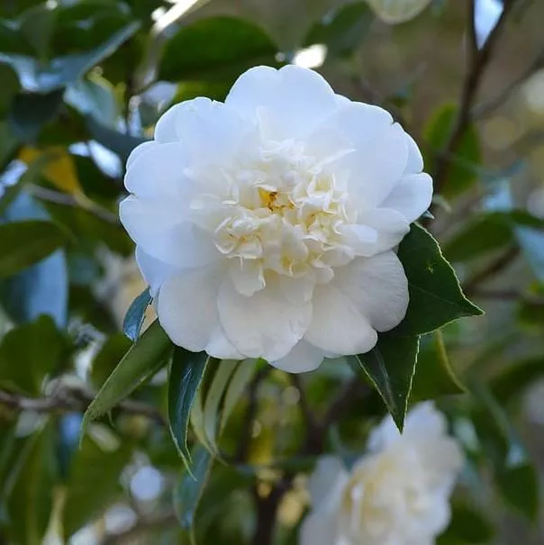 Autumn Rocket Camellia