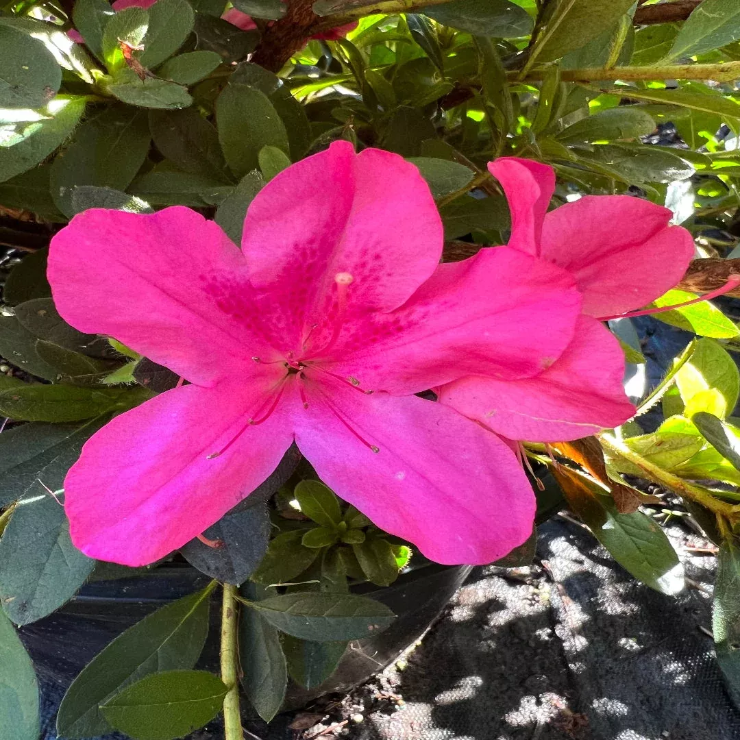 Autumn Sangria Encore Azalea – Bold Deep Pi | Pixies Gardens