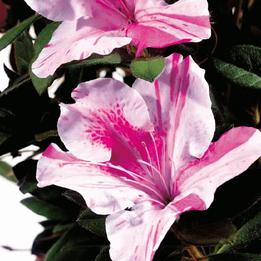 Autumn Twist Encore Azalea – Unique Bicolor | Pixies Gardens
