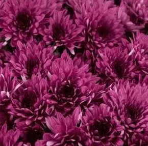 Avalon Purple Mum