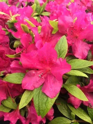 Azalea, Bloom-A-Thon Purple Spectacular #3