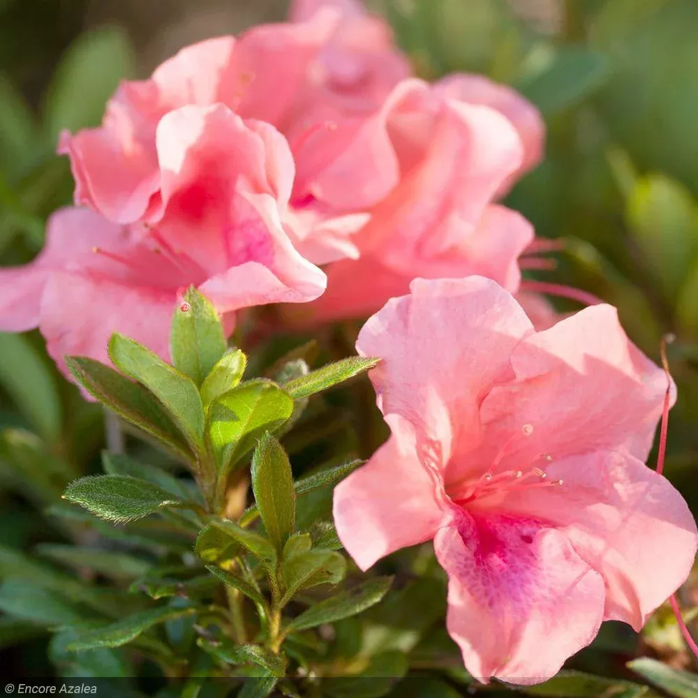 Azalea, Encore Autumn Coral #3