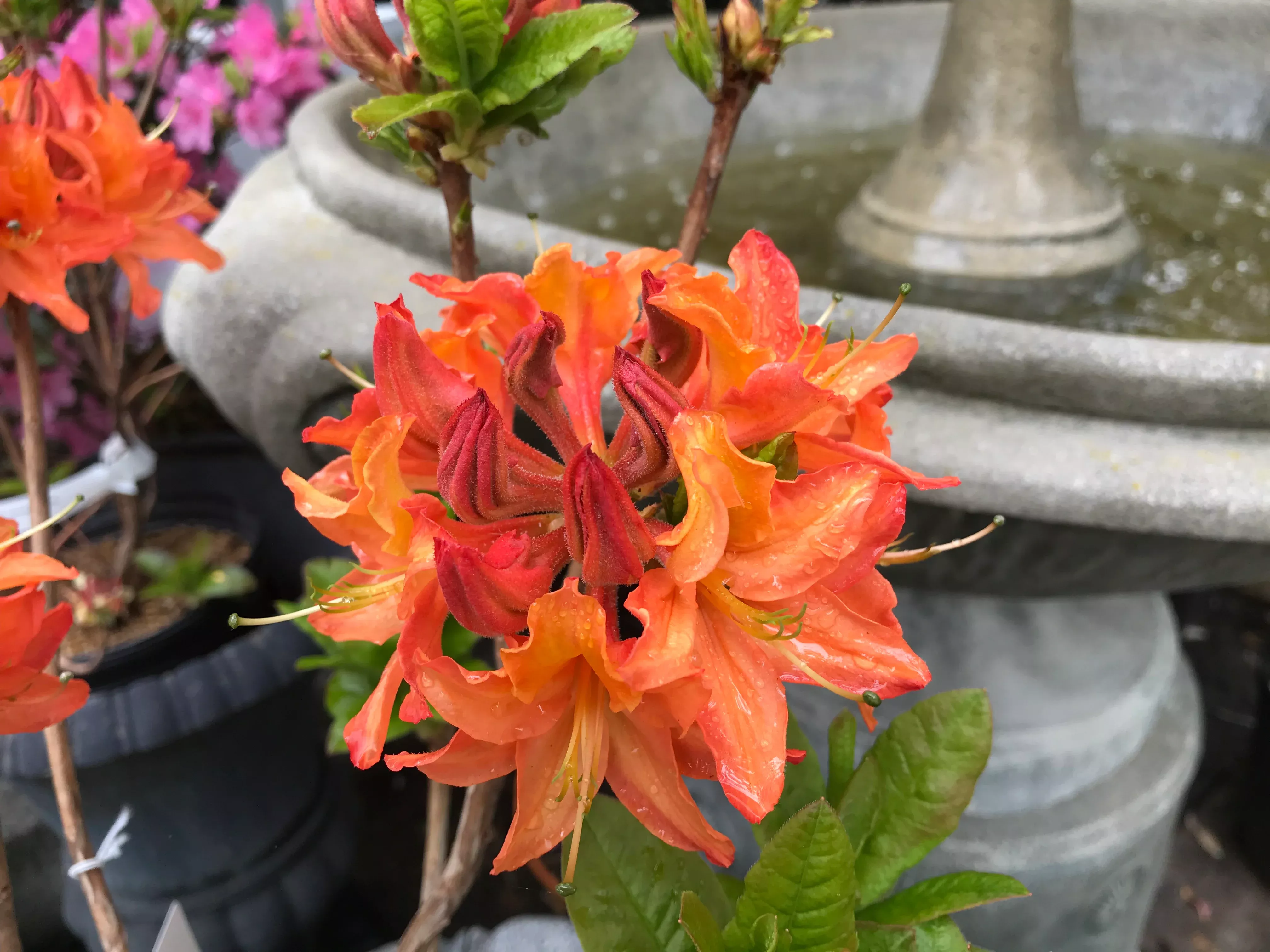 Azalea, Gibraltar Azalea