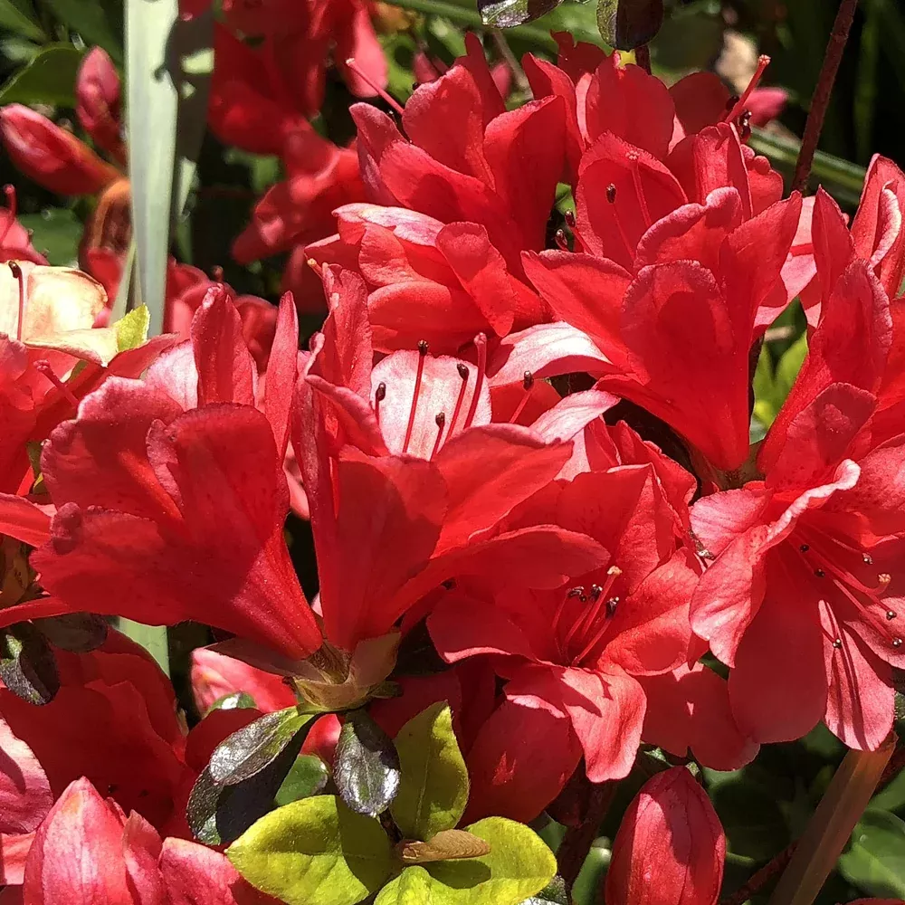 Azalea, Hershey's Red #3