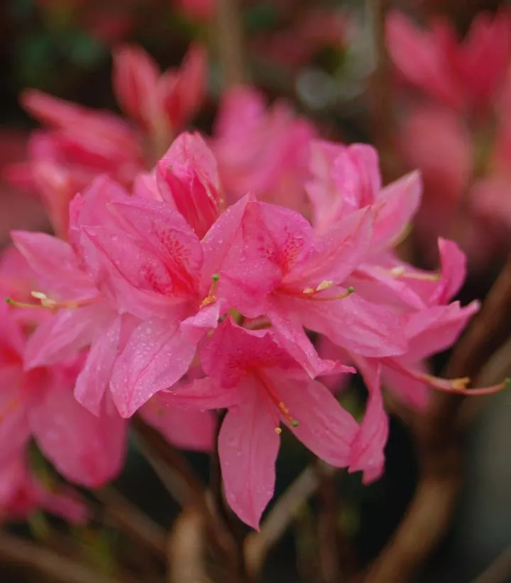 Azalea 'Rosy Lights'
