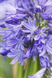 Azurro™ Agapanthus