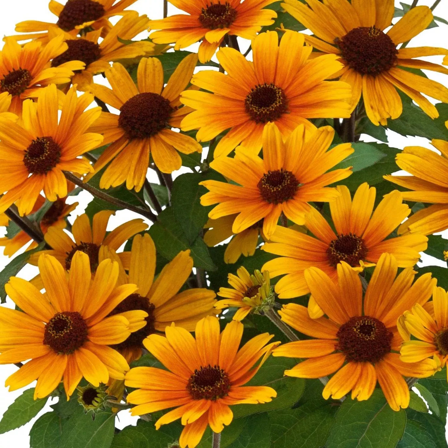 'Bacio Del Sole' False Sunflower (Heliopsis)