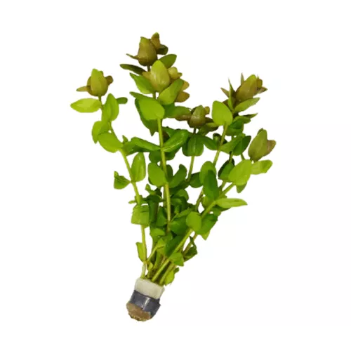 Bacopa Caroliniana Red