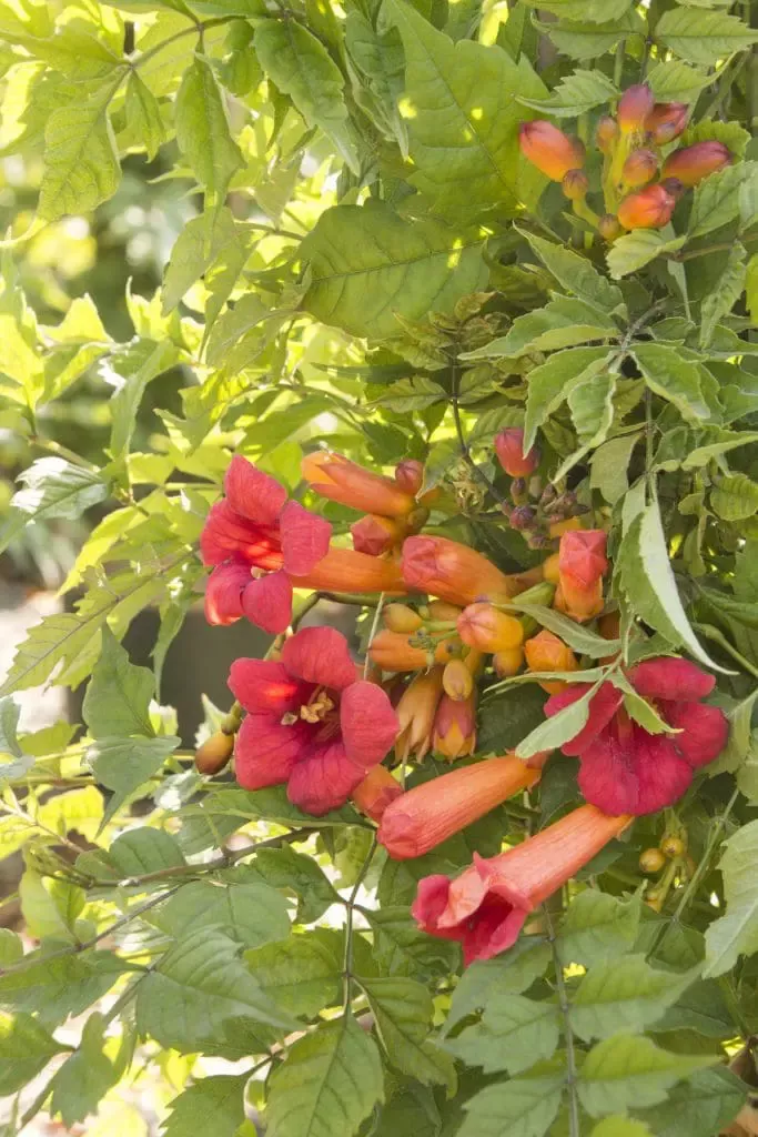 Balboa Sunset Trumpet Creeper
