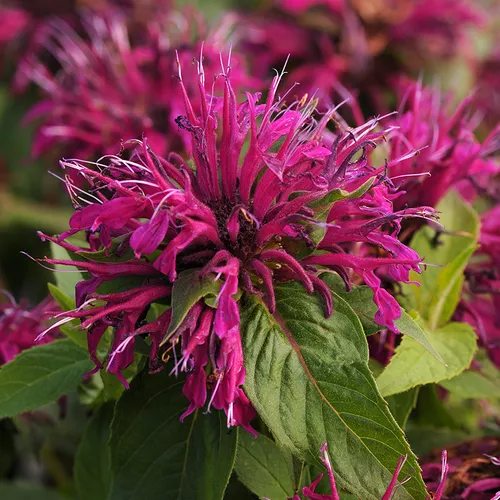 Balmy™ Purple Bee Balm