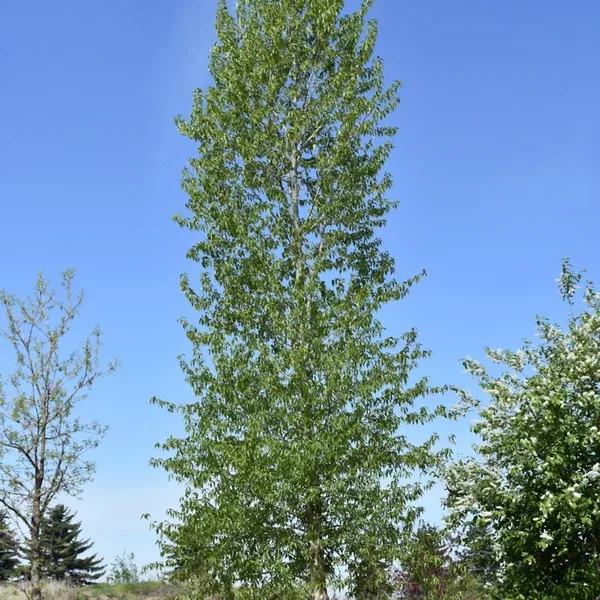Balsam Poplar # 2 Cg