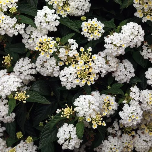 BandanaWhite Lantana