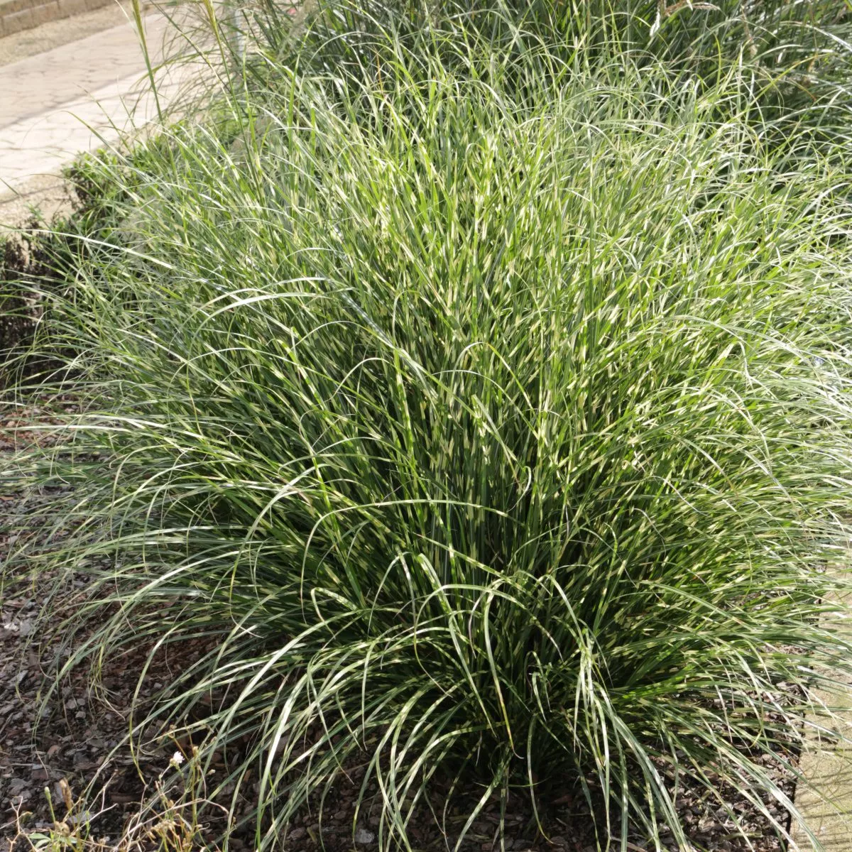 'Bandwidth' Maiden Grass (Miscanthus)