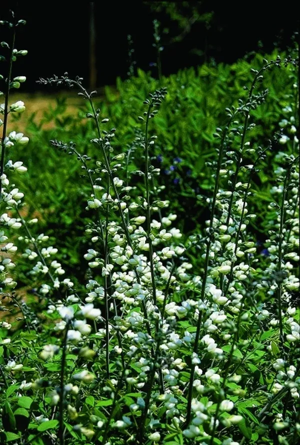 Baptisia alba var. alba Wayne County Form