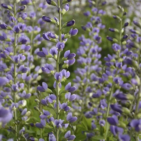 Baptisia Decadence 'Blue Bubbly' False Indigo