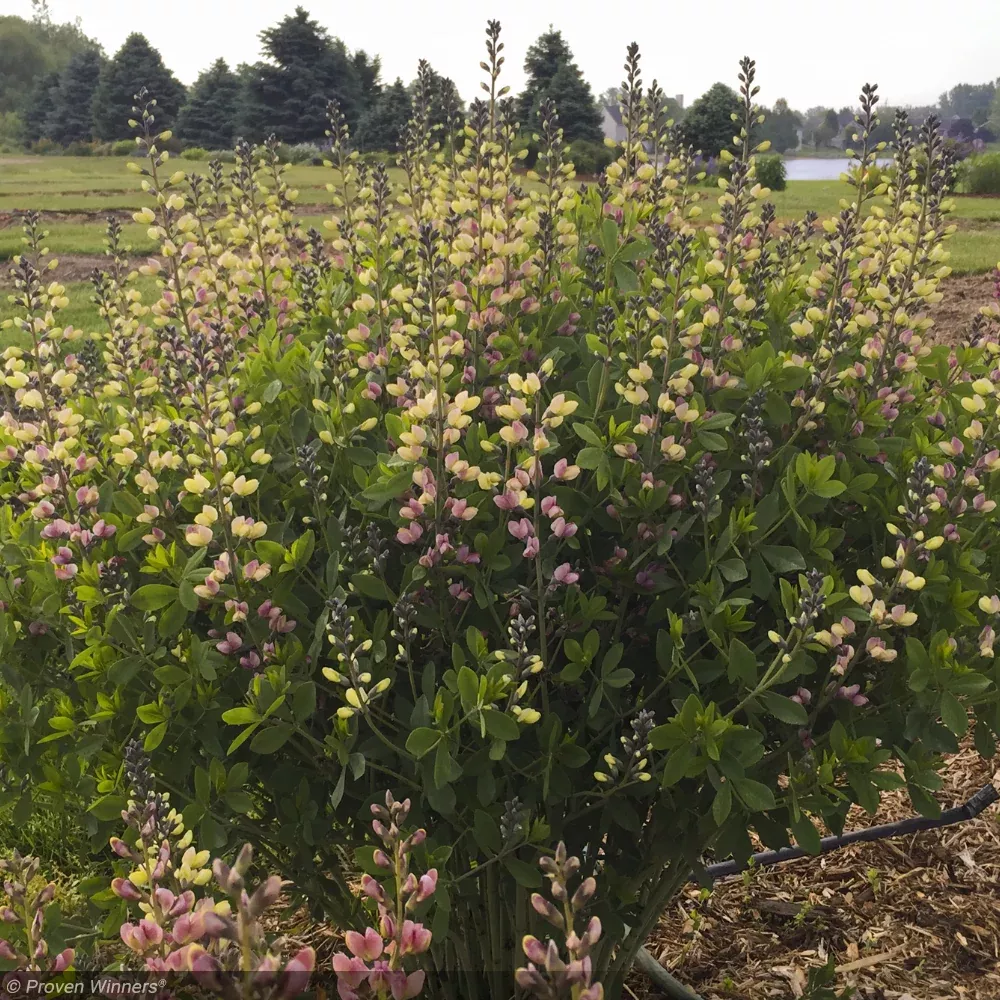 Baptisia, Decadence Pink Lemonade #2