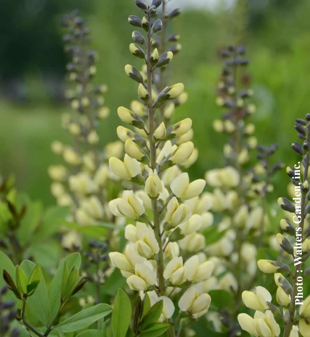 Baptisia Decadence 'Vanilla Cream'