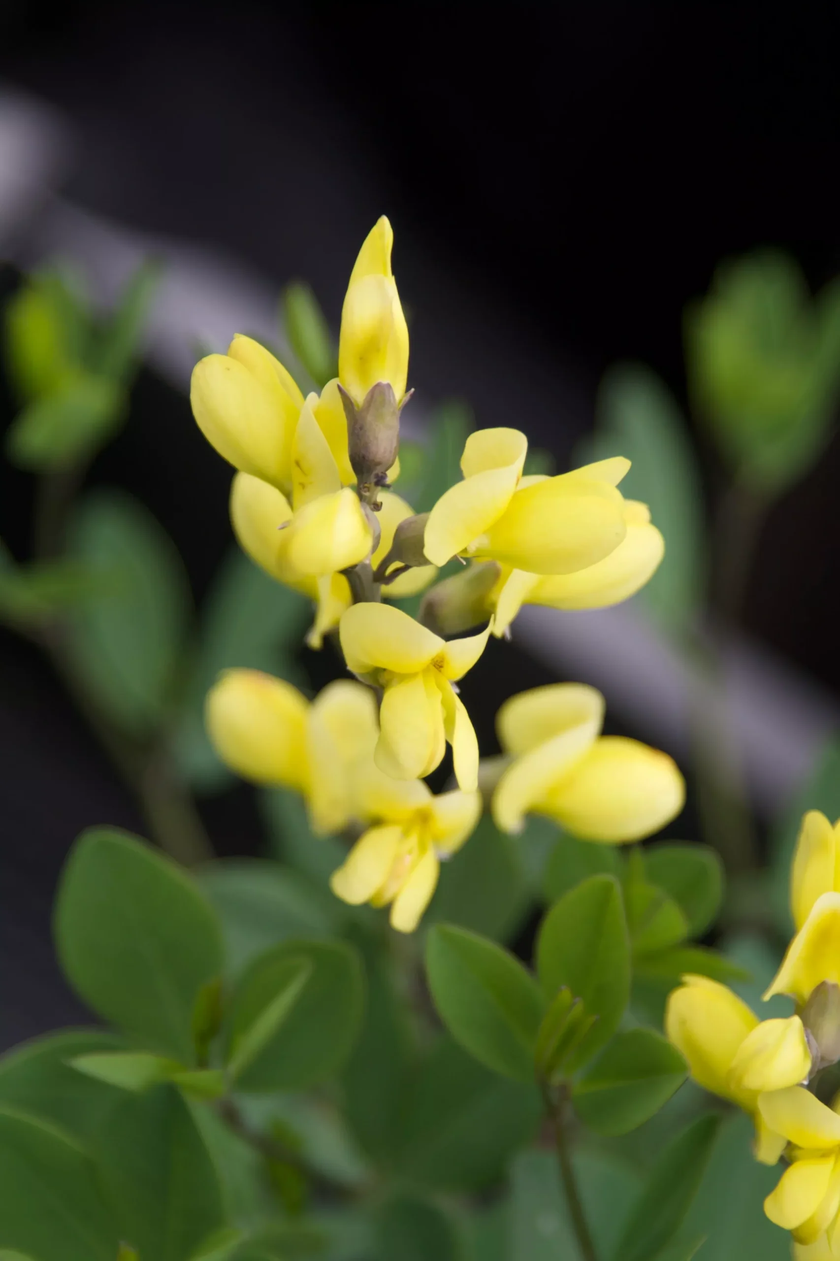 Baptisia 'Lemon Meringue' (False Indigo)