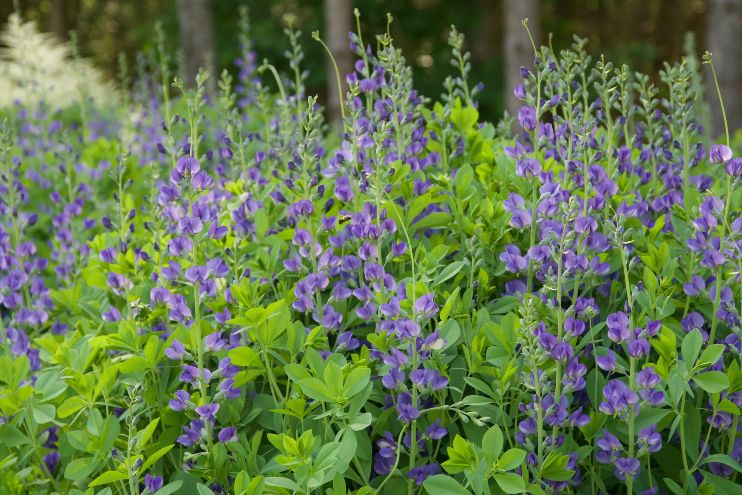 Baptisia minor (False Indigo)