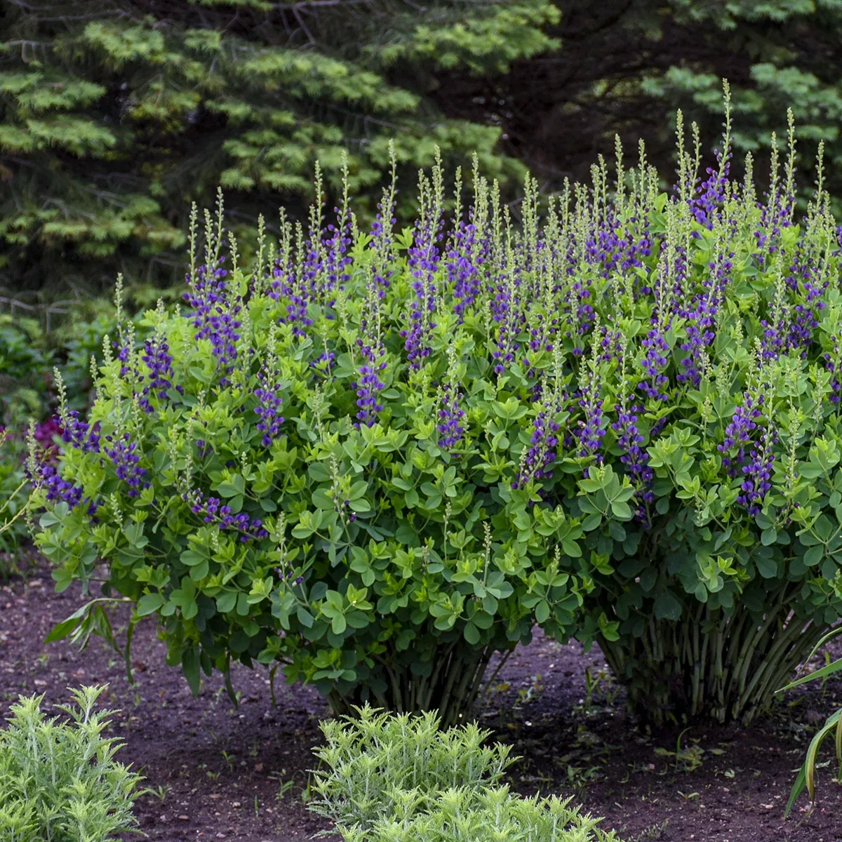 Baptisia 'Sparkling Sapphires' (False Indigo)
