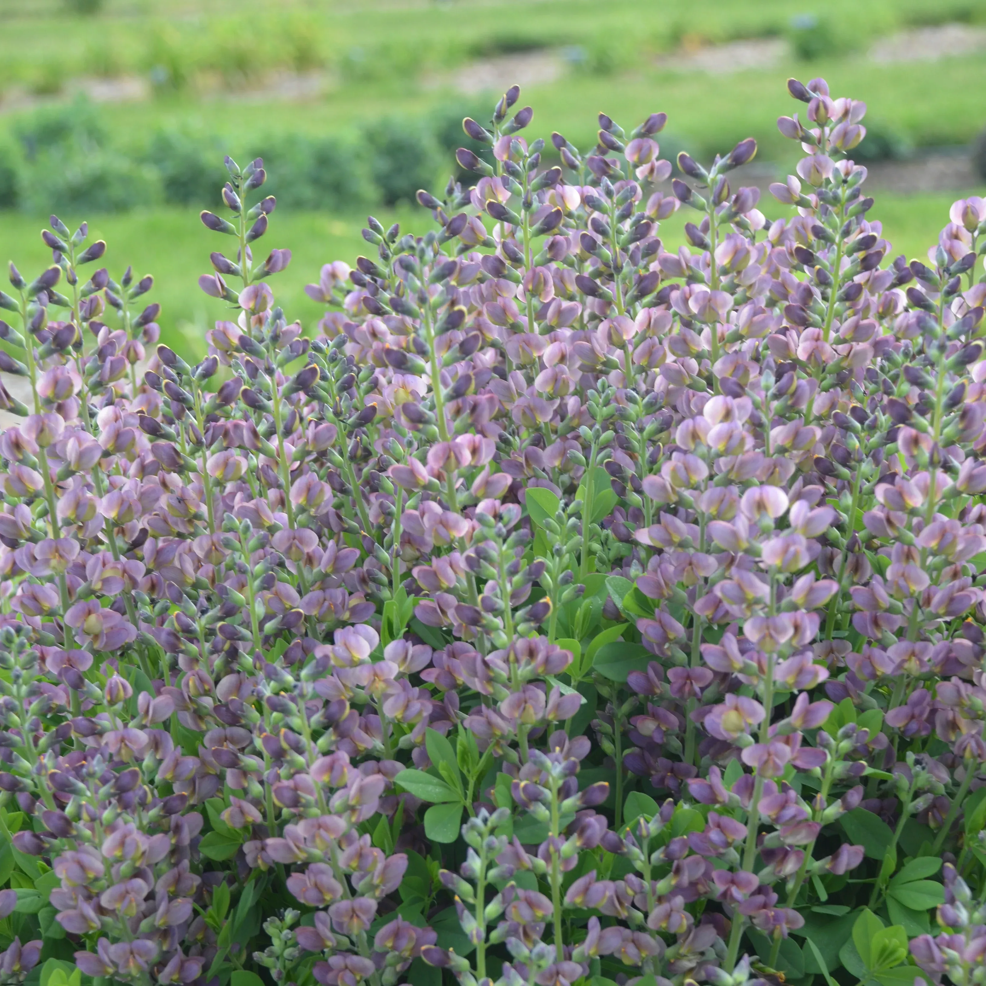 Baptisia 'Violet Dusk' (False Indigo)