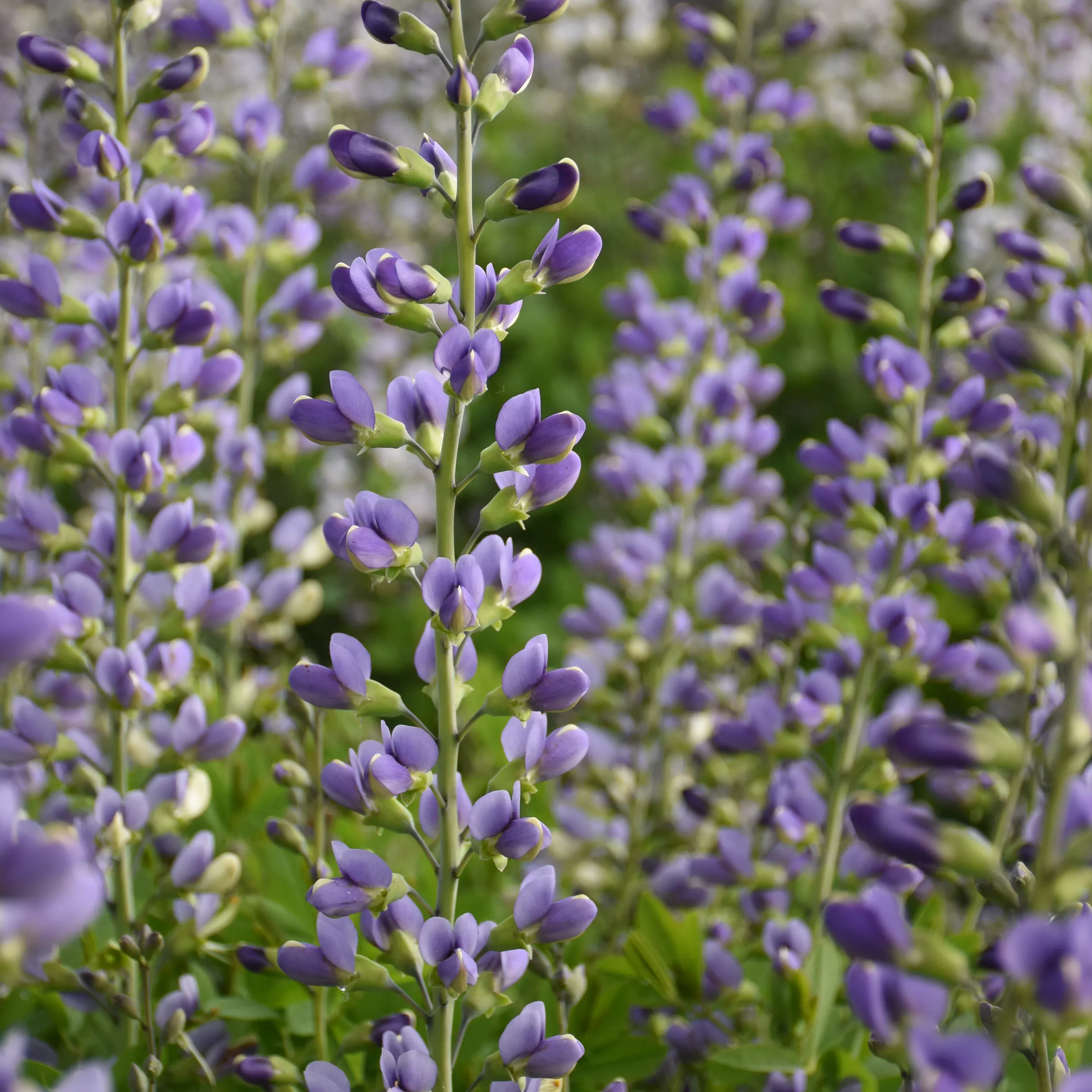 Baptisia x 'Blue Bubbly' (False Indigo)