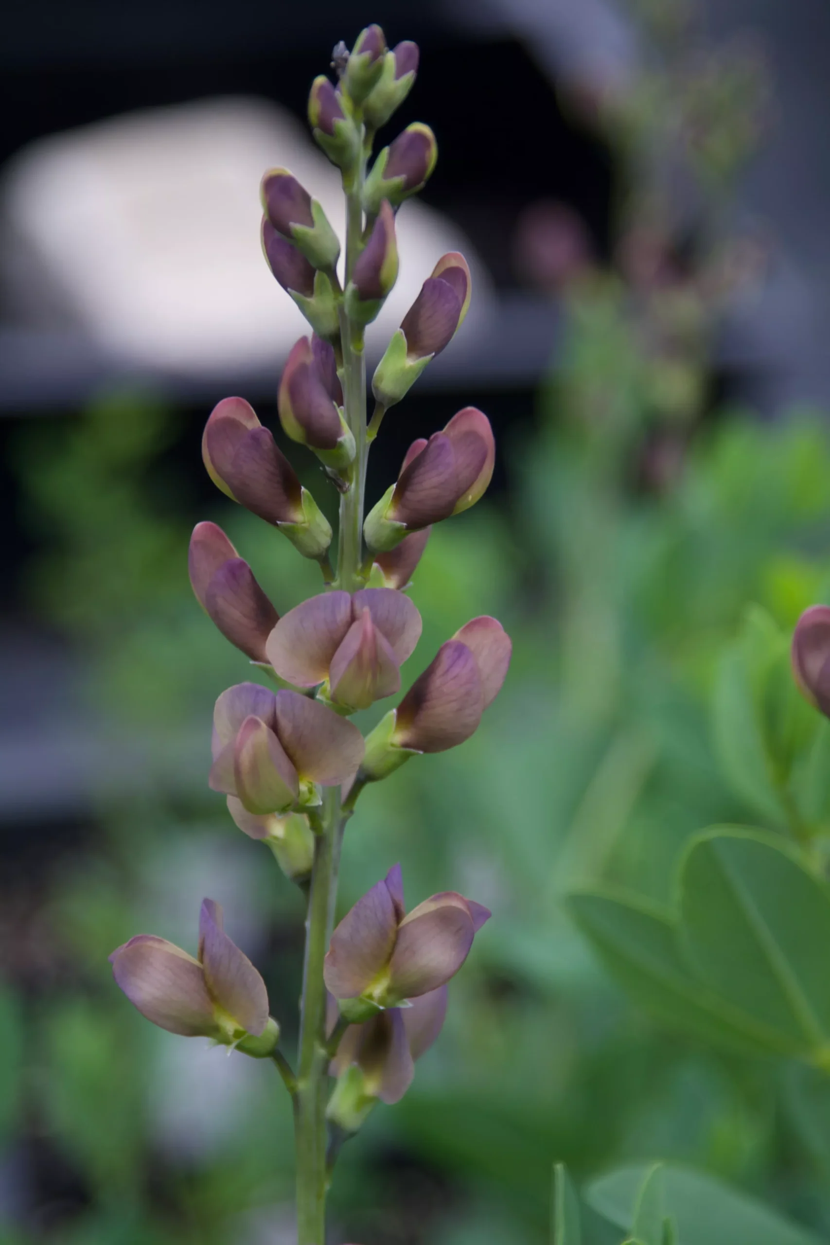 Baptisia x 'Twilite Prairieblues' (False Indigo)