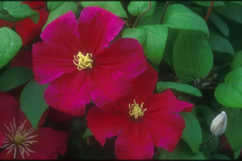 'Barbara Harrington' Clematis
