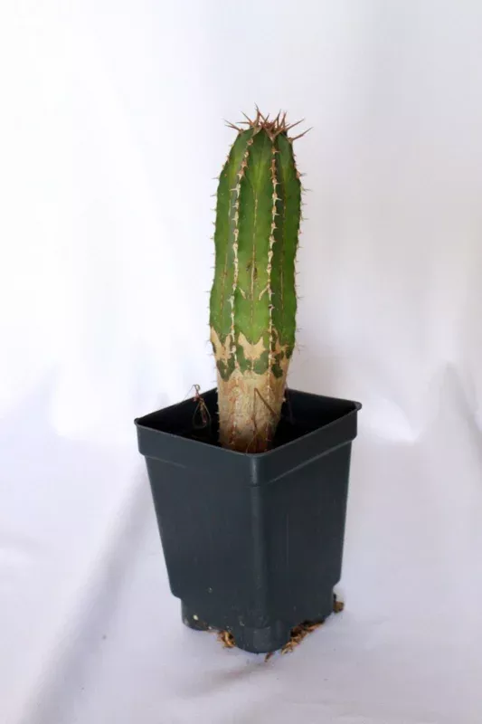 Barbed Wire Cactus Live Plant – Acanthocereus tetragonus – 2 inch Pot – Indoor/Outdoor Succulent