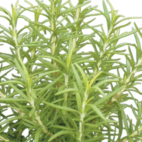 Barbeque Rosemary Plant