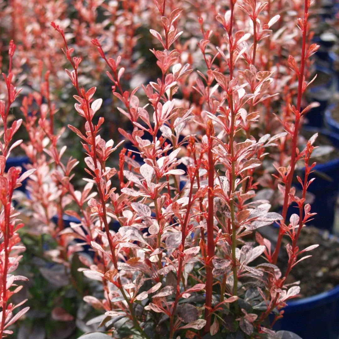 Barberry 'Rosy Rocket' | Pixies Gardens