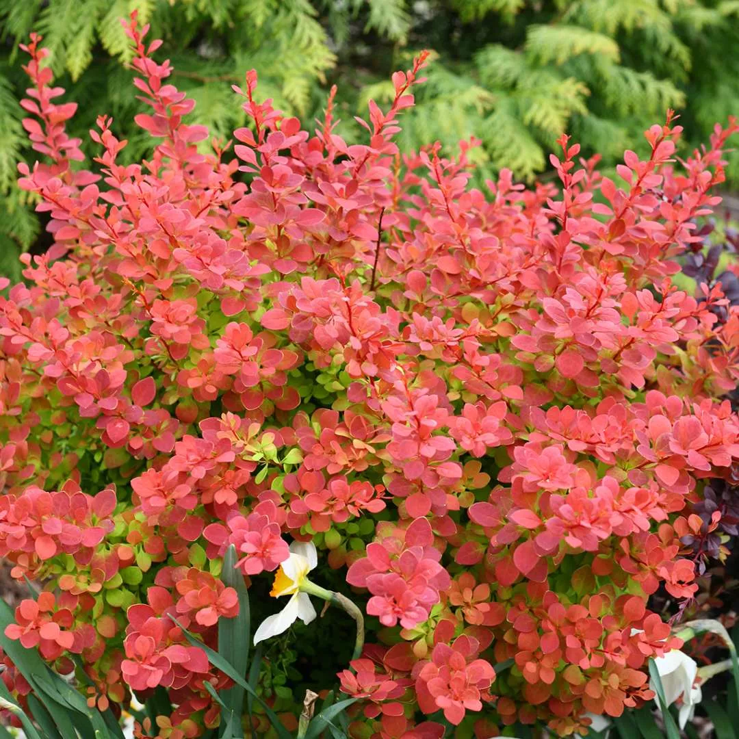 Barberry Sunjoy Tangelo | Pixies Gardens