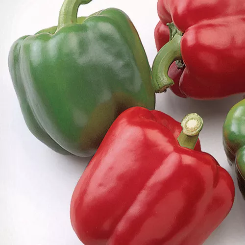 Baron Pepper