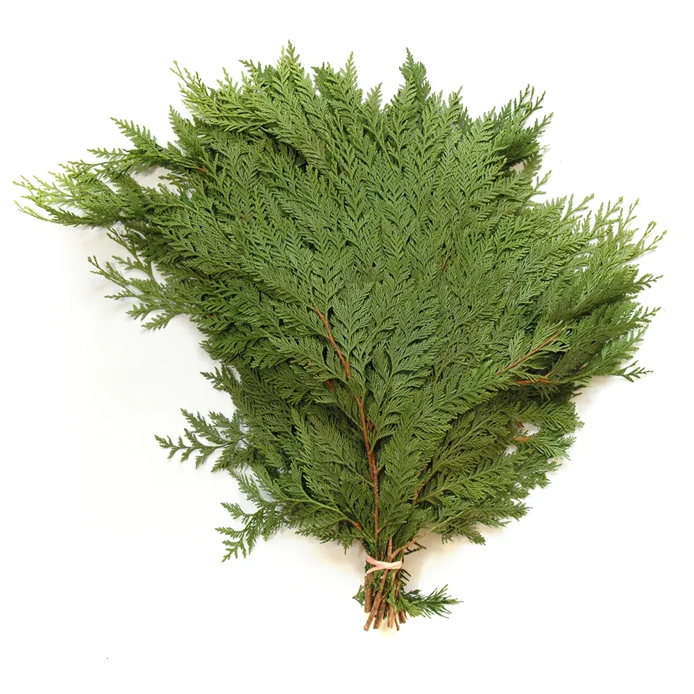 BC Cedar