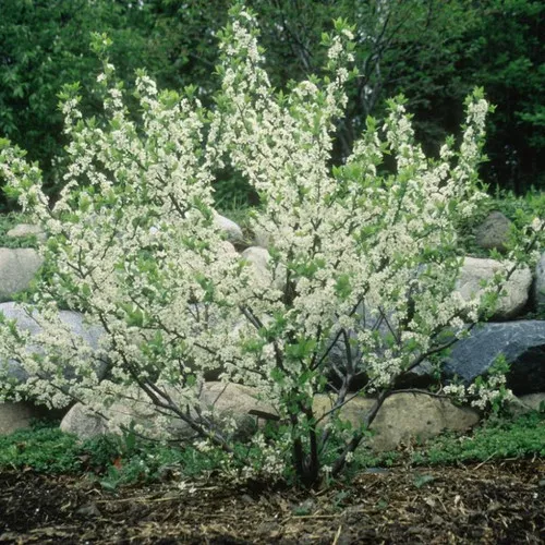 Beach Plum