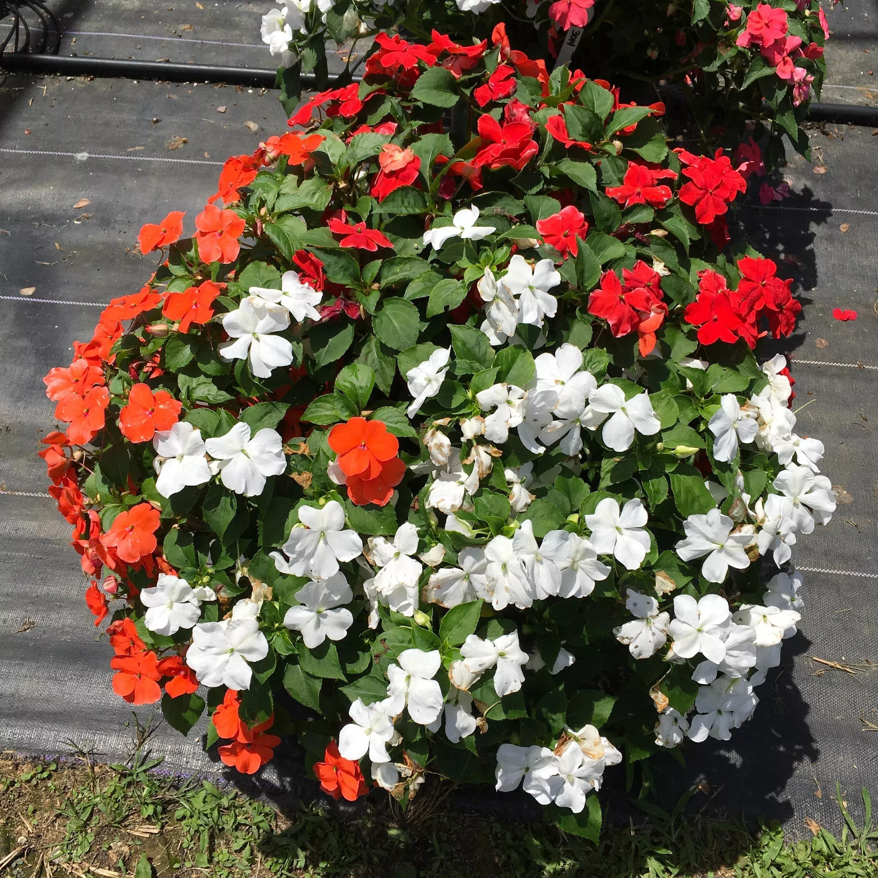 Beacon Formula Mixture Impatiens