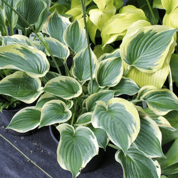 Beautiful Dreamer Hosta