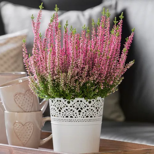 Beauty Ladies Magda Scotch Heather