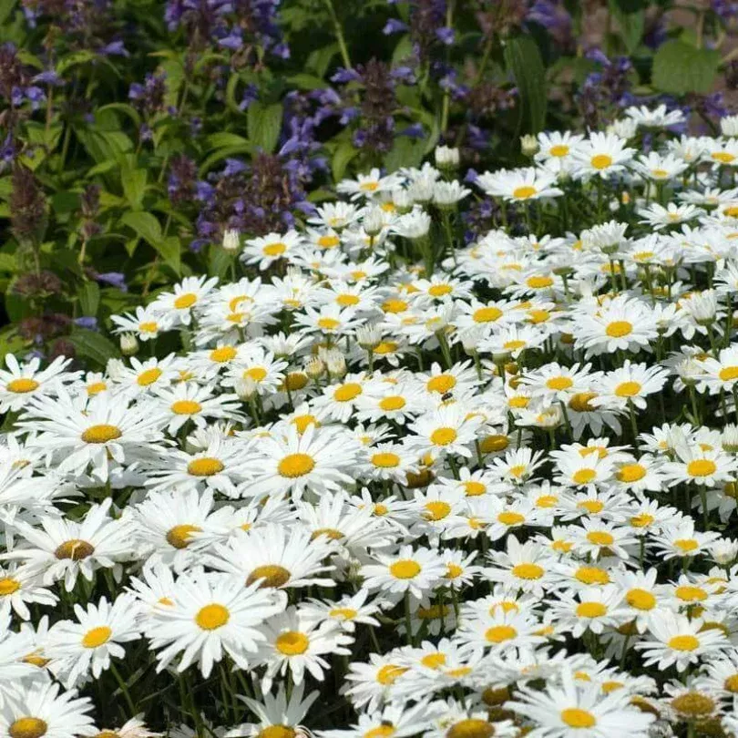 'Becky' Shasta Daisy
