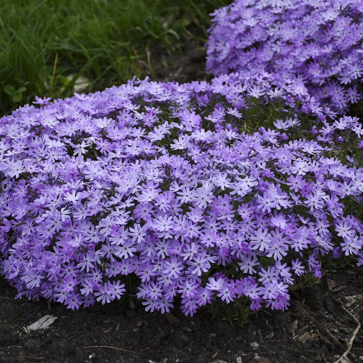 'Bedazzled Lavender' Hybrid Spring Phlox