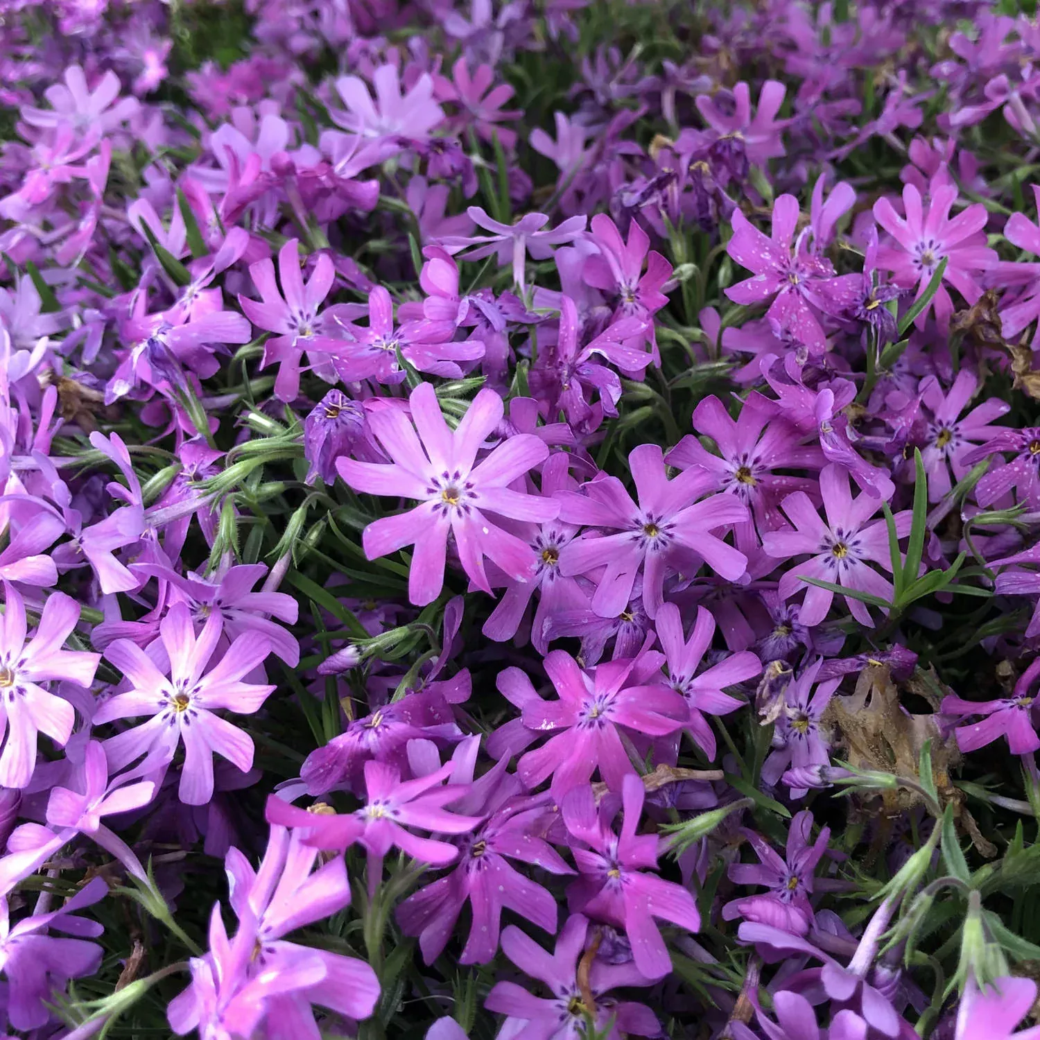 'Bedazzled Pink' Hybrid Spring Phlox
