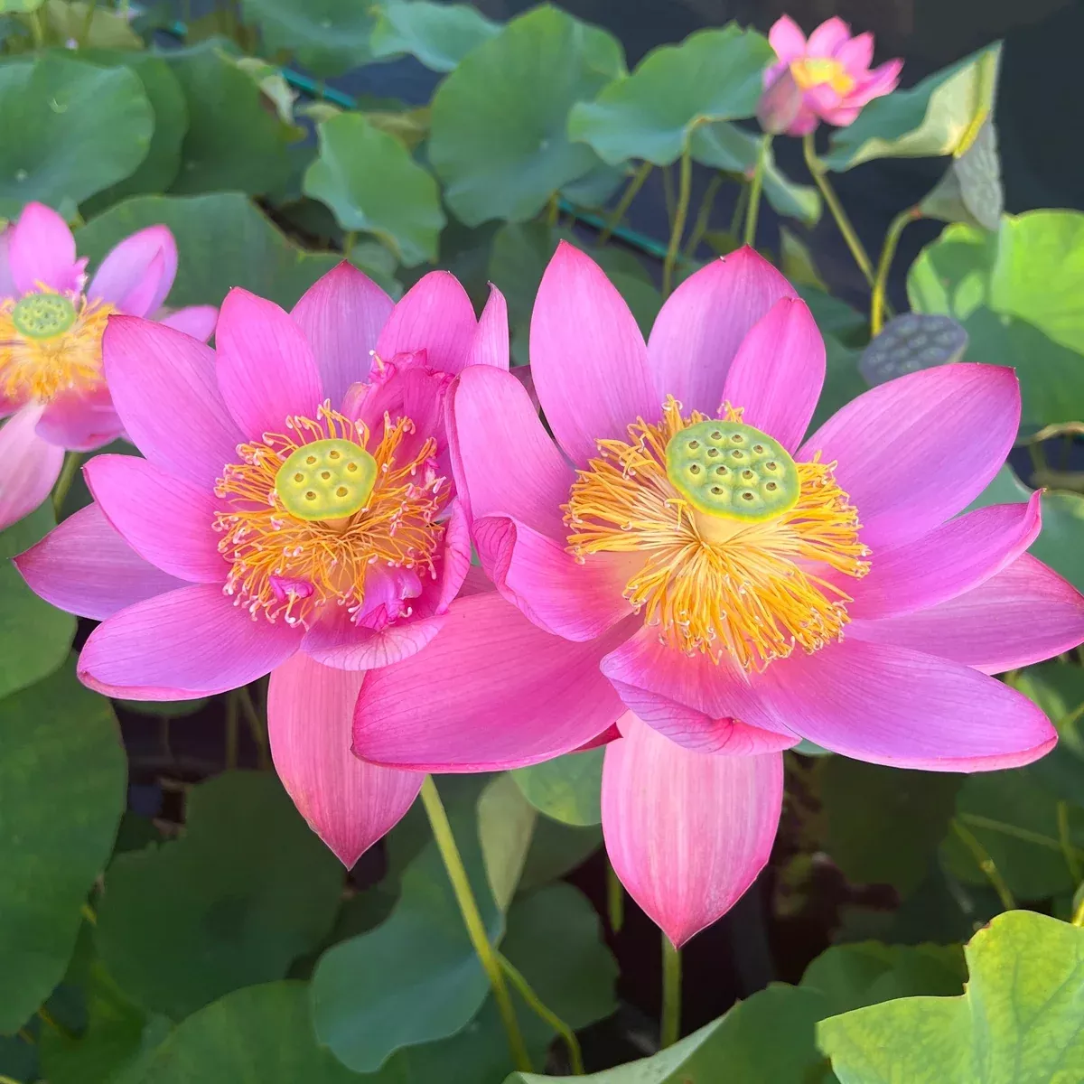 Beijing Temple of Heaven Lotus - Celestial Beauty!
