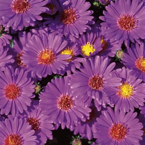 Believer Purple' Aster