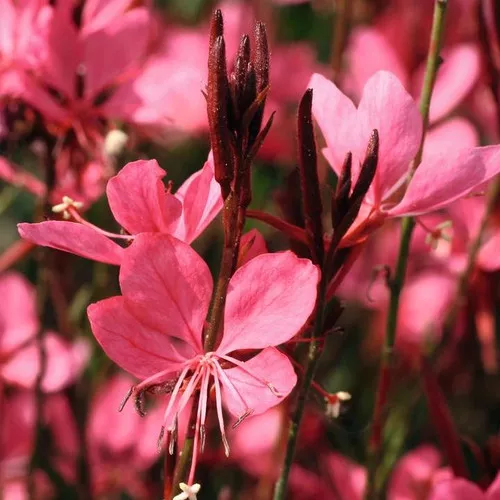 Belleza Dark Pink Gaura