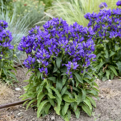 Bells and Whistles Clustered Bellflower